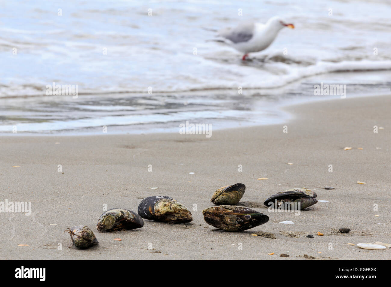 Ostriche su Oneroa Beach con un rosso-fatturati gabbiano o Akiaki (Larus novaehollander) nell'acqua dietro, Isola di Waiheke. Foto Stock