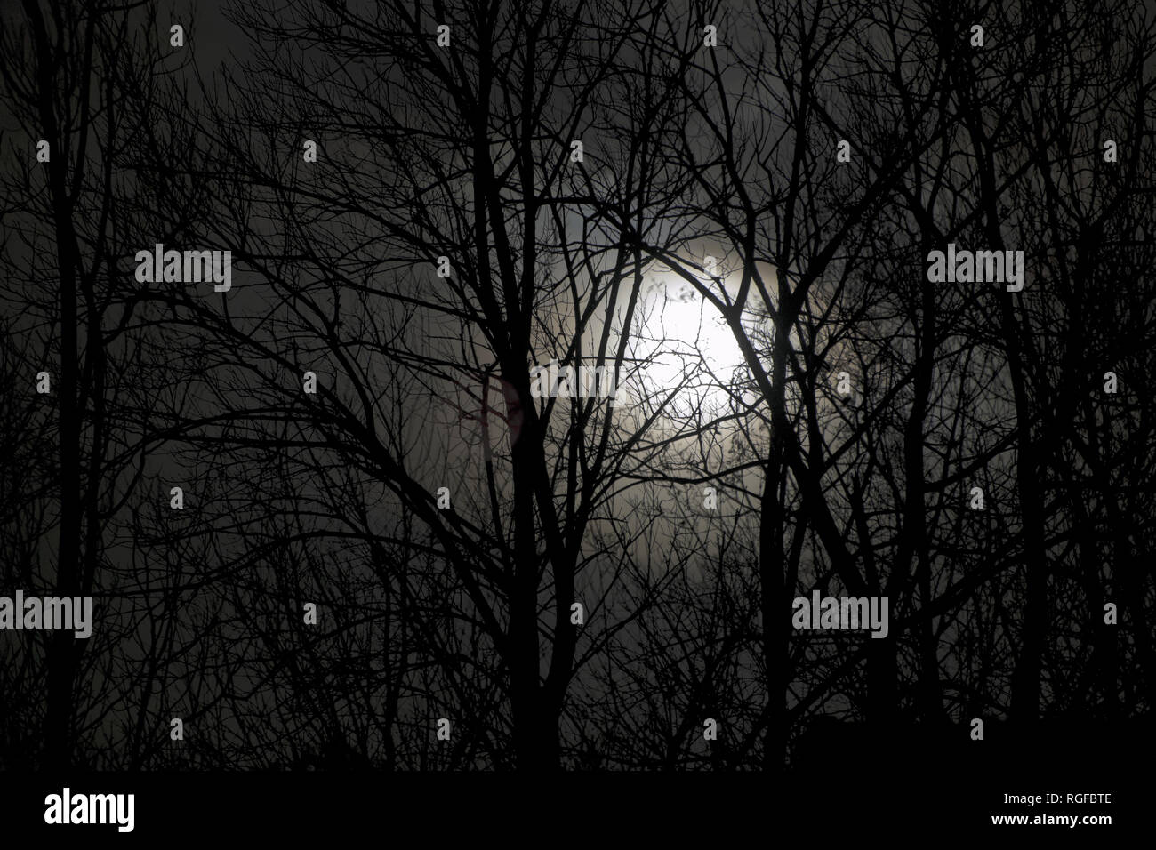 Solstizio d'inverno luna vista attraverso gli alberi nudo poco dopo il sorgere della luna. I dettagli della luna sono oscurati da misty cloud Foto Stock