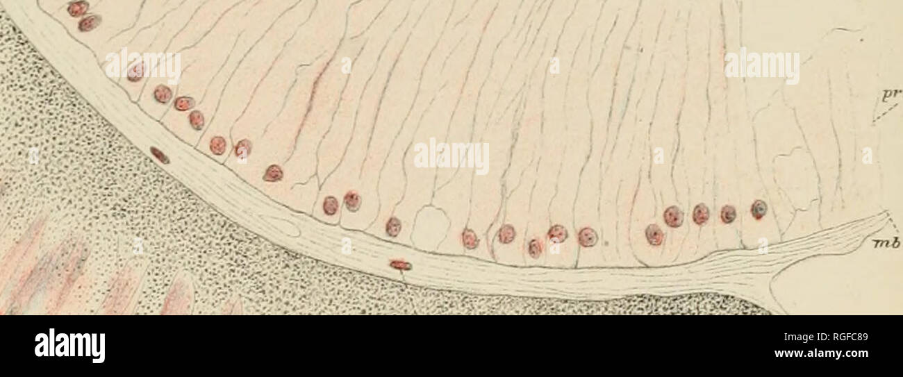 . Bollettino del museo di zoologia comparativa a Harvard College. Zoologia; Zoologia. In Parker-Eyes scorpioni. Pl.ii; f- .4. Ip ^ ^ .. - ^ . % . O ^.. .-/Ir ''^i^^ 4 GH.P del. i. Si prega di notare che queste immagini vengono estratte dalla pagina sottoposta a scansione di immagini che possono essere state migliorate digitalmente per la leggibilità - Colorazione e aspetto di queste illustrazioni potrebbero non perfettamente assomigliano al lavoro originale. L'Università di Harvard. Museo di zoologia comparativa. Cambridge, Mass. : Il museo Foto Stock . Bollettino del museo di zoologia comparativa a Harvard College. Zoologia; Zoologia. In Parker-Eyes scorpioni. Pl.ii; f- .4. Ip ^ ^ .. - ^ . % . O ^.. .-/Ir ''^i^^ 4 GH.P del. i. Si prega di notare che queste immagini vengono estratte dalla pagina sottoposta a scansione di immagini che possono essere state migliorate digitalmente per la leggibilità - Colorazione e aspetto di queste illustrazioni potrebbero non perfettamente assomigliano al lavoro originale. L'Università di Harvard. Museo di zoologia comparativa. Cambridge, Mass. : Il museo Foto Stock