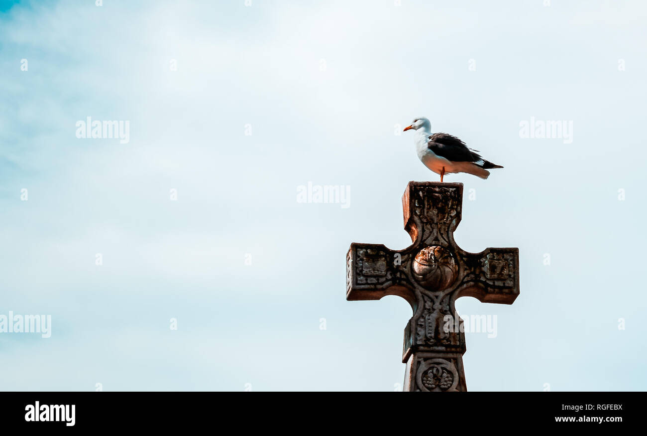 Un gabbiano appollaiato sulla cima di una vecchia statua di una croce. Foto Stock