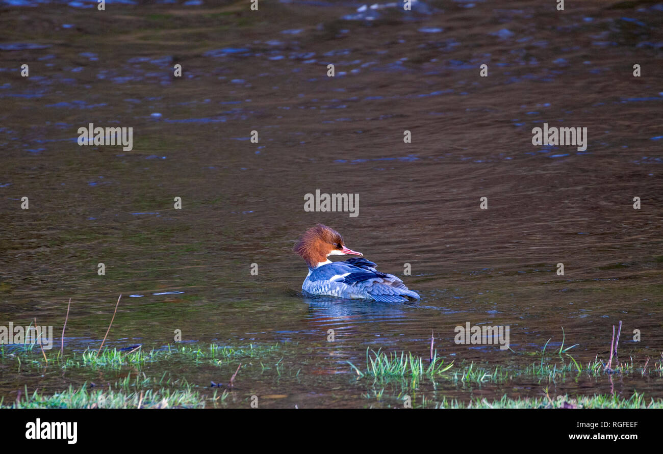 Femmina di smergo maggiore sul fiume usura, Durham Foto Stock