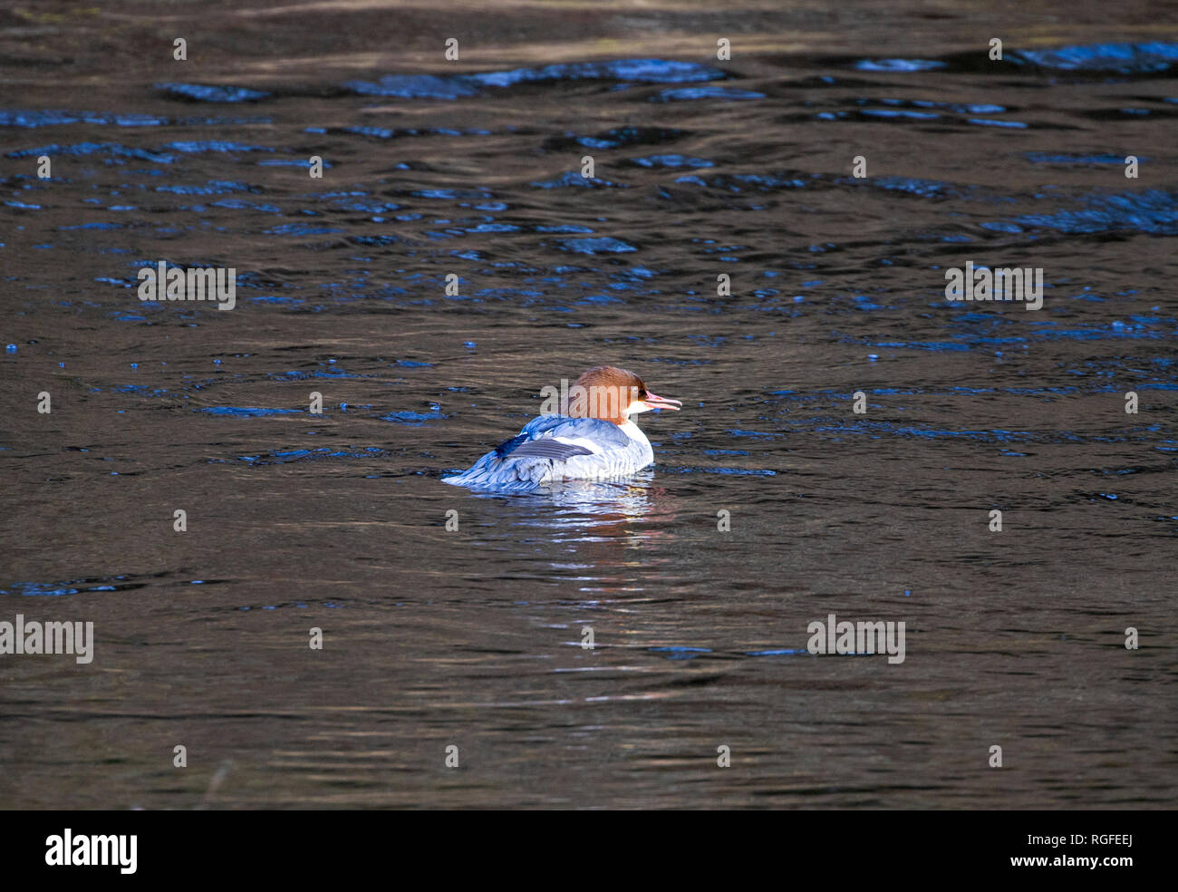 Femmina di smergo maggiore sul fiume usura, Durham Foto Stock