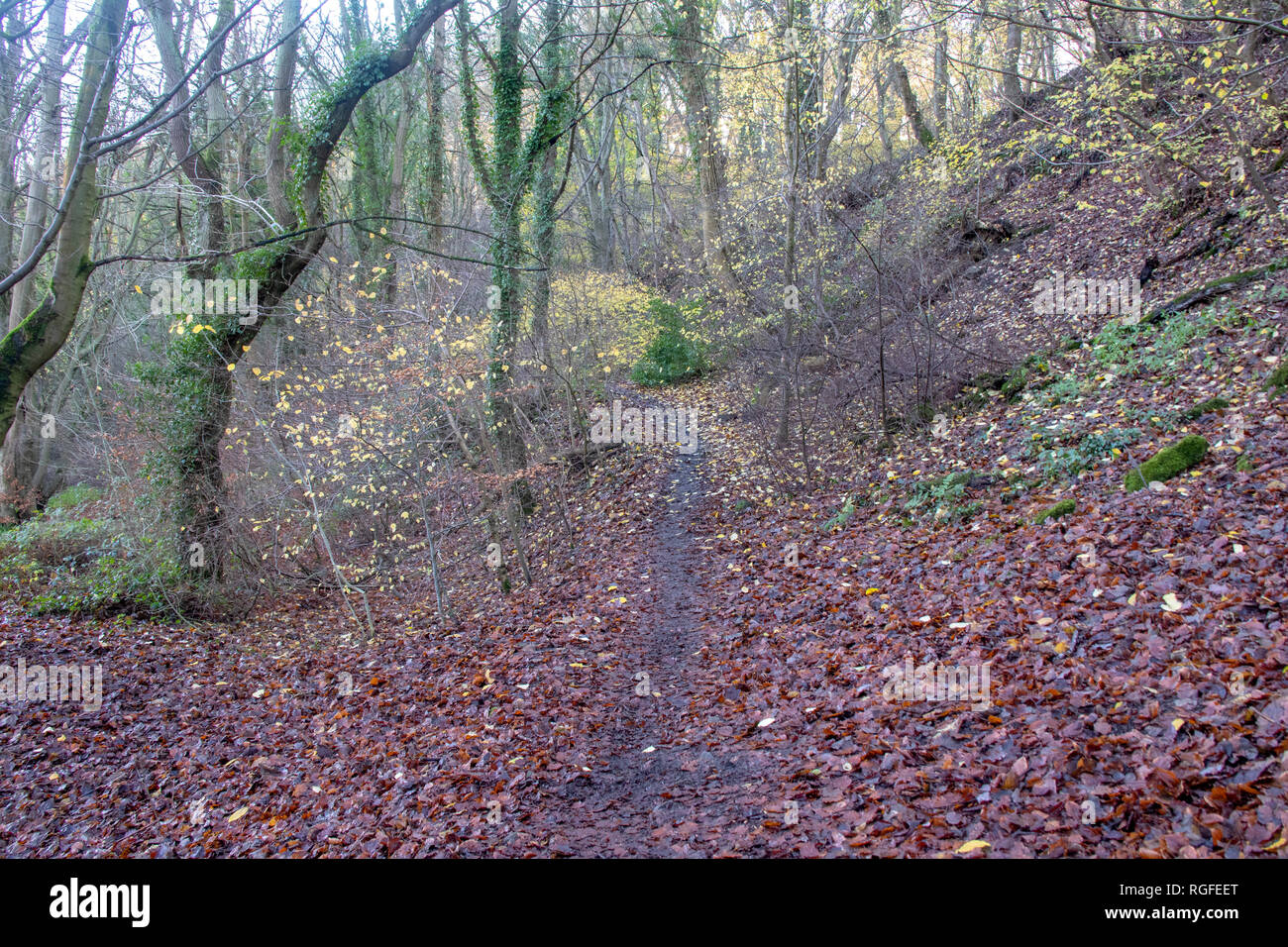 Kepier boschi, Durham nel tardo autunno Foto Stock