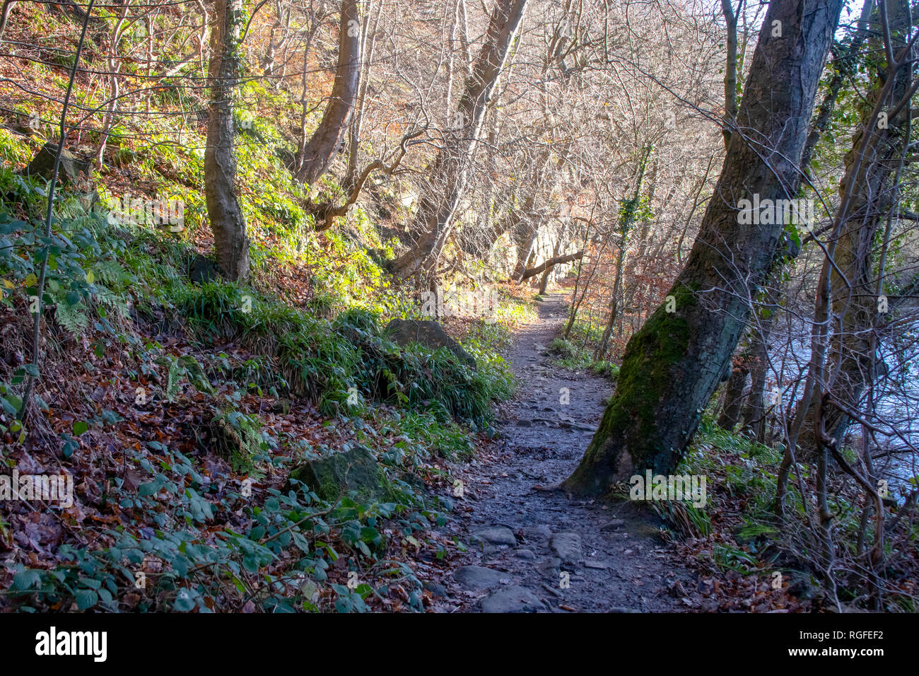 Kepier boschi, Durham nel tardo autunno Foto Stock