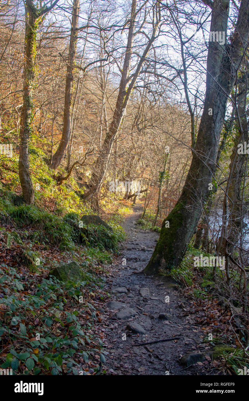Kepier boschi, Durham nel tardo autunno Foto Stock