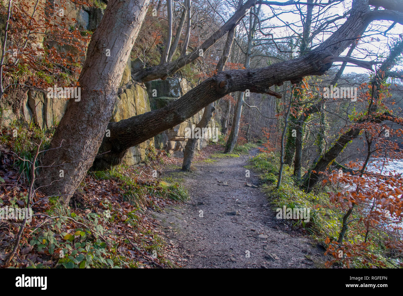 Kepier boschi, Durham nel tardo autunno Foto Stock