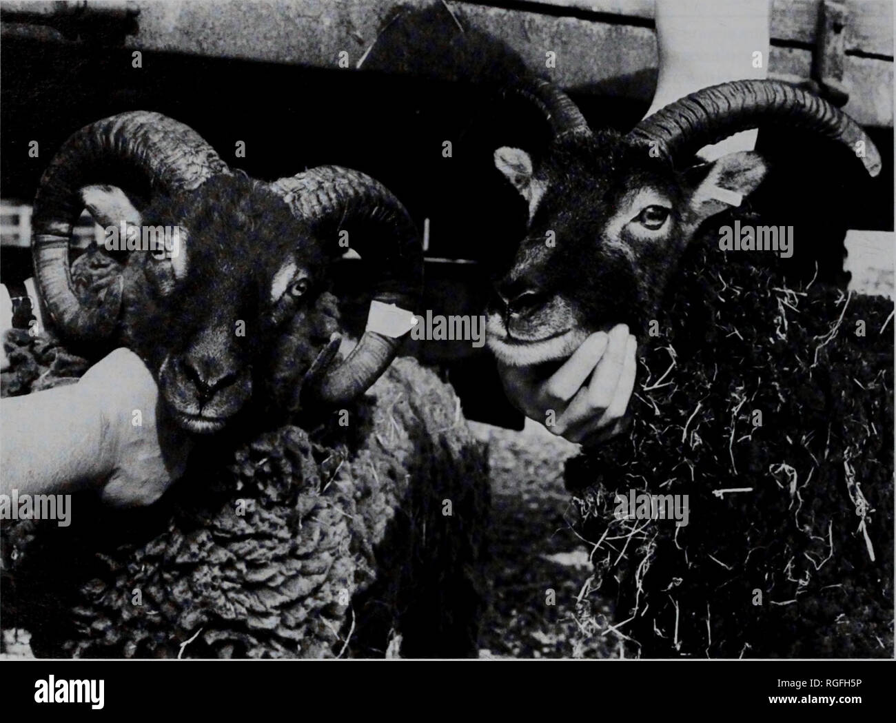 . Bollettino del Museo Britannico di Storia Naturale) Zoologia. J. CLUTTON-Brock, K. DENNIS-BRYAN, P. L. ARMITAGE E P. A. JEWELL. Due pecore Soay fotografati a servizio lavanderia Farm, Cambridge, nel dicembre 1982. Entrambi sono tre anni e mezzo. A sinistra: tutta la RAM, luce, wild-type di colore del vello; destra: maschi castrati, scuro, wild-type di vello.. Si prega di notare che queste immagini vengono estratte dalla pagina sottoposta a scansione di immagini che possono essere state migliorate digitalmente per la leggibilità - Colorazione e aspetto di queste illustrazioni potrebbero non perfettamente assomigliano al lavoro originale. Farn, Alexander E. London : Butterworths Foto Stock