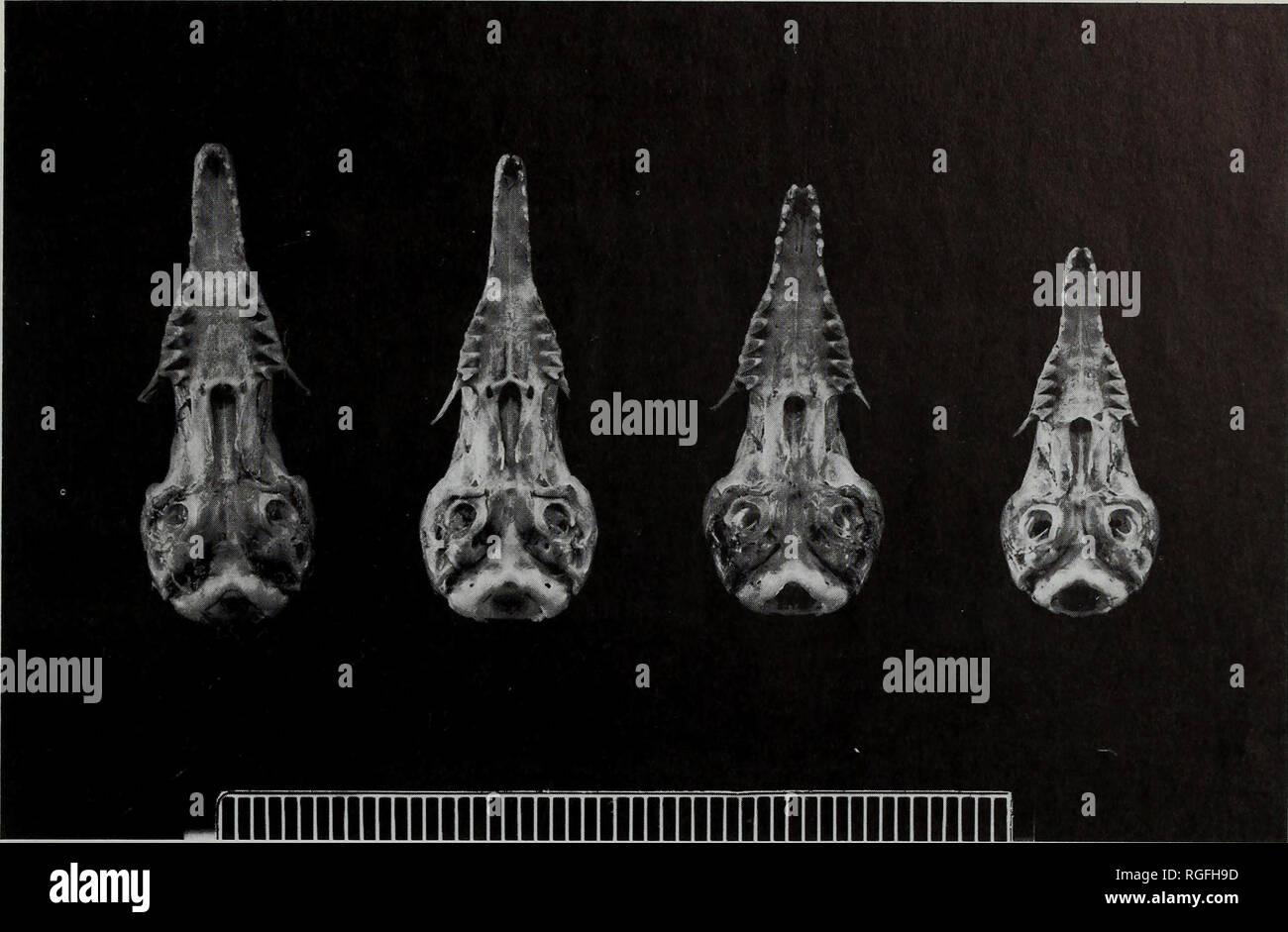 . Bollettino del Museo Britannico di Storia Naturale) Zoologia. MICROGALE DRYAS SP. N. 55. Fig. 2 vista ventrale di teschi, da sinistra a destra Microgale dryas, M. gracilis, M. thomasi e M. cowani. Scala a 500 mm. Confronto con altre specie Microgale asciutto come (HB 105-114, GCL 30-32) è intermedia di dimensione tra Microgale thomasi (HB &lt; 98, GCL c.27) e M. gracilis (HB c.93, GCL c.29), e M. dobsoni (HB 29) e M. talazaci (HB &gt; 115, GCL &gt; 34). Esso è notevolmente superiore a quella delle altre specie note di micro- gale (HB &lt; 83, GCL &lt; 25), vedere MacPhee (1987, tabella 2). Si è prontamente disti Foto Stock
