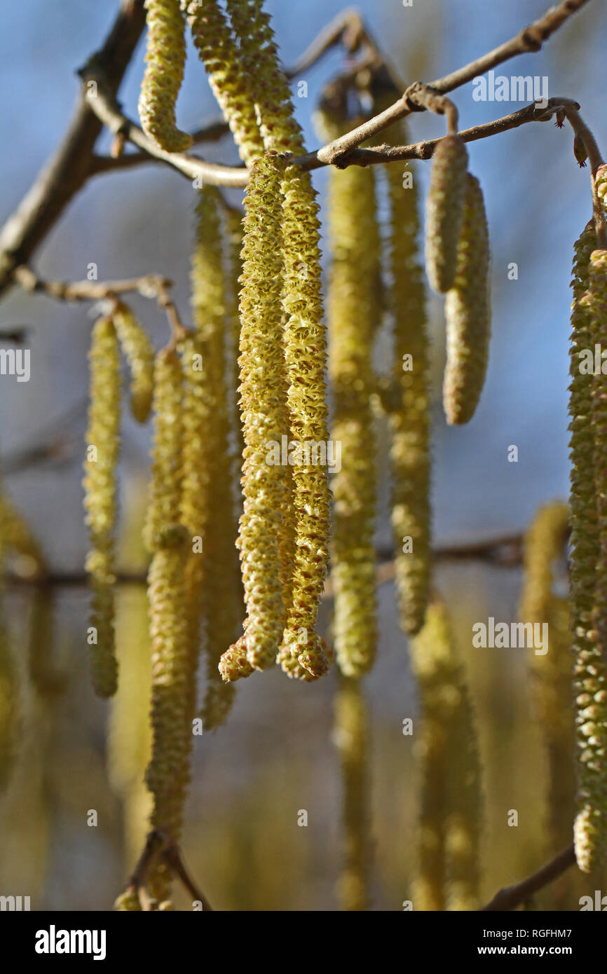 Amenti maschili su un comune albero di nocciolo latino corylus avellana dalla famiglia di betulla o betulaceae il frutto è la nocciola in inverno a Colfiorito Italia Foto Stock