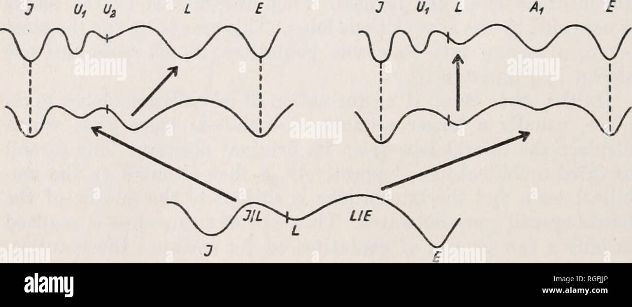 . Bollettino del museo di zoologia comparativa a Harvard College. Zoologia. 226 bollettino : museo di zoologia comparativa ceratidae (Fig. 5), il Prolobitidae e il Prolecanitidae (Fig. 11). L'adulto suture di tali goniatites, anche se la loro origine è in due profondamente diversi modi, può talvolta essere molto simile per forma e composizione formale (Fig. 15). Ma a causa della loro diversa origine l'omologia di lobi è abbastanza diverso. Che cosa è il lobo laterale in una sutura è un lobo accidentale negli altri e il lobo laterale di quest'ultimo filo di sutura corrisponde a un cordone ombelicale lobo del t Foto Stock