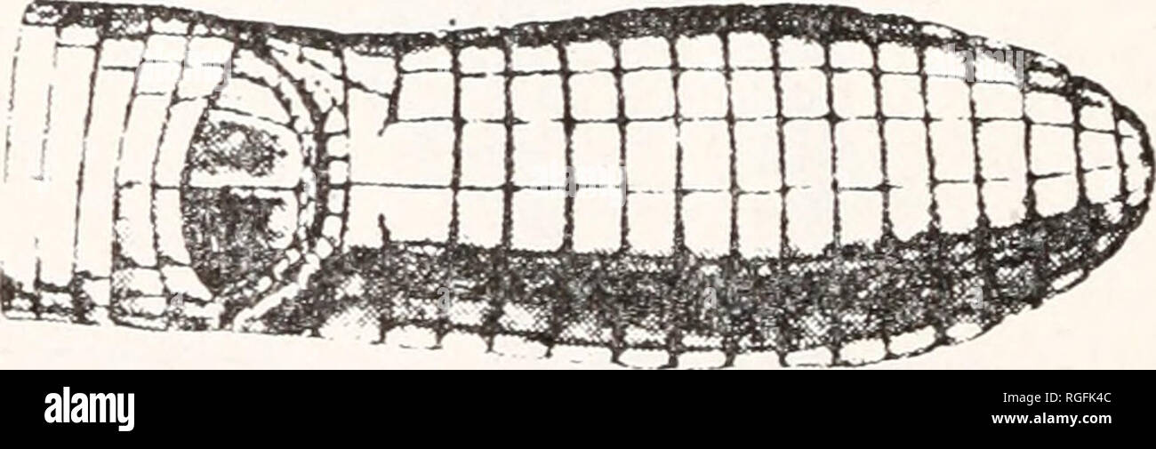 . Bollettino del museo di zoologia comparativa a Harvard College. Zoologia. '*-"-"-"-Râ-trt-rn â â *â â ']-â â. Si prega di notare che queste immagini vengono estratte dalla pagina sottoposta a scansione di immagini che possono essere state migliorate digitalmente per la leggibilità - Colorazione e aspetto di queste illustrazioni potrebbero non perfettamente assomigliano al lavoro originale. L'Università di Harvard. Museo di zoologia comparativa. Cambridge, Mass. : Il museo Foto Stock