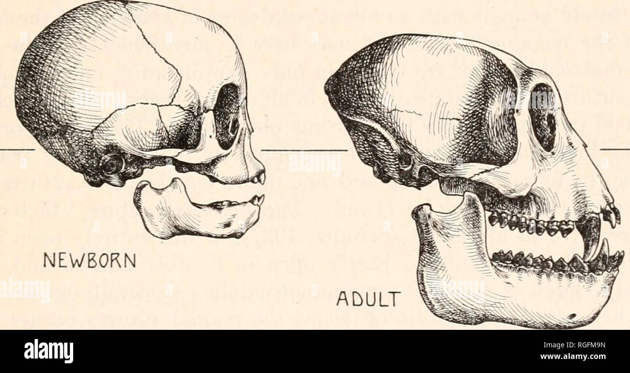 . Bollettino del museo di zoologia comparativa a Harvard College. Zoologia. SCHULTZ: la proboscide MONKEY 307 fontanelle è ancora aperta, che si estende molto in avanti tra le ossa frontali. Questo è abbastanza sorprendente in quanto queste fontanelle sono o diminutivo dimensioni oppure già chiuso alla nascita nei macachi, scimpanzé e oranghi (Schultz, 1937, 1940, 1941). L agnello- doid e fontanelle pteric sono chiuse in tutti i neonati proboscide scimmie, ma il asteric o fontanelle mastoide sono di notevoli dimensioni alla nascita e le loro porzioni inferiori, vicino il occipitals laterali, rimangono ope Foto Stock