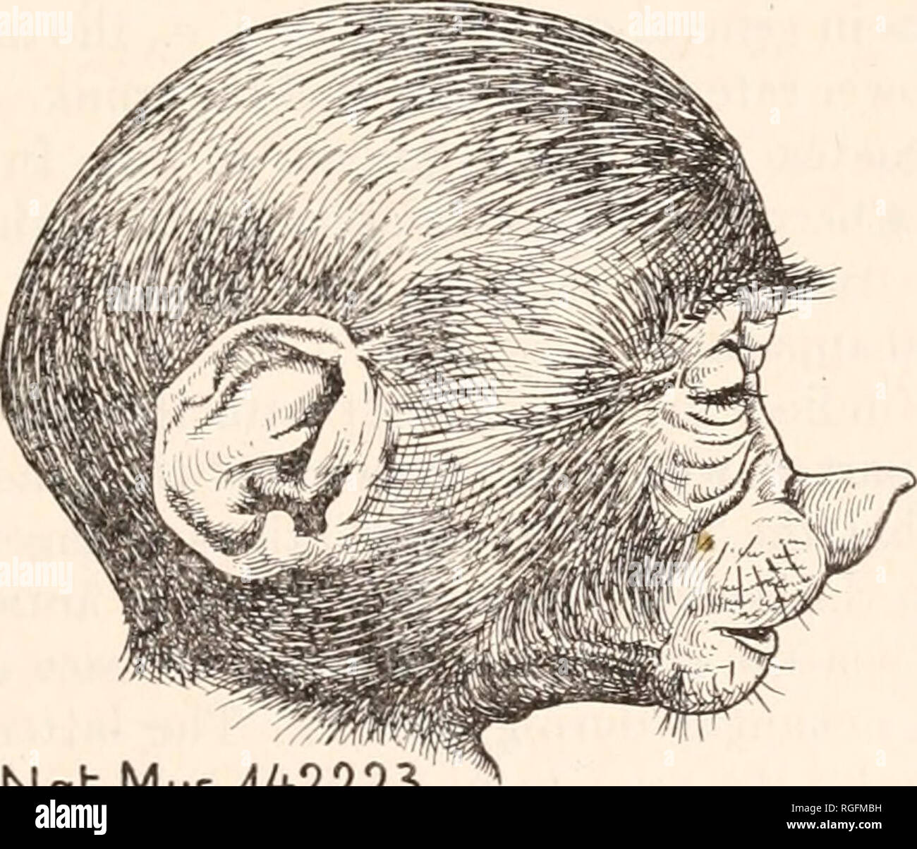 . Bollettino del museo di zoologia comparativa a Harvard College. Zoologia. mm. A.PE. 414 5.H. = 'l'I9rr. m. NahMus.^42223 5.H. = 'I54-mm. Fig. 3. Le viste laterali dei capi di proboscide feti di scimmia, poste in ear-eye orizzonte. S. H.= seduta altezza.. Si prega di notare che queste immagini vengono estratte dalla pagina sottoposta a scansione di immagini che possono essere state migliorate digitalmente per la leggibilità - Colorazione e aspetto di queste illustrazioni potrebbero non perfettamente assomigliano al lavoro originale. L'Università di Harvard. Museo di zoologia comparativa. Cambridge, Mass. : Il museo Foto Stock
