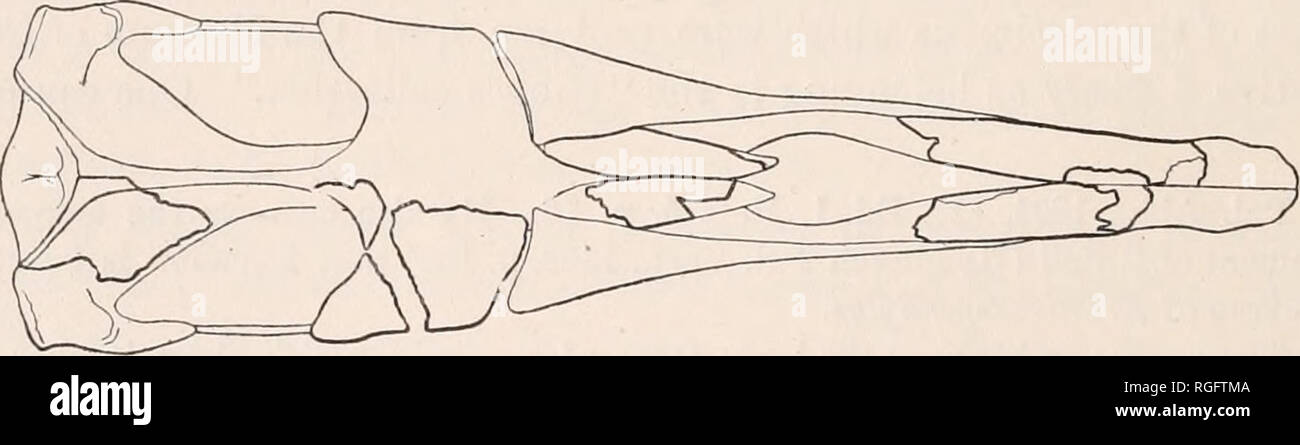 . Bollettino del museo di zoologia comparativa a Harvard College. Zoologia. esaminando io sono del parere che, con la possibile eccezione delle nervature appartengono tutti alla Dorudon serratus e probabilmente per lo stesso individuo. I base questa opinione sul fatto che essi sono tutti di un colore e sono tutti pieni di un verde sabbia di tessitura uniforme e il colore e le dimensioni delle varie parti sembra essere adeguatamente proporzionale. Al fine di portare le prove per quanto riguarda la dimensione chiaramente prima che il lettore, ho fatto un restauro del cranio, in sintesi, che è rappresentato nelle figure 1 Foto Stock