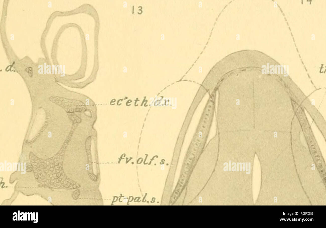 . Bollettino del museo di zoologia comparativa a Harvard College. Zoologia. 3-EXE TE 3. 14 cri.pin. pa sp. crt. mk. ean.smi'CER". irb.su'Orb.dx- :y. W cl. crt. crt. pin..d. inxo'nt.tia. t'c'etliJS. 17 io.dx. oU.su. Â tr6.su.*ori.dx. ir6.su."orbs. lct.opt.s c6. / .R % ba-hy. /R. crt.mk. fr6.. Si prega di notare che queste immagini vengono estratte dalla pagina sottoposta a scansione di immagini che possono essere state migliorate digitalmente per la leggibilità - Colorazione e aspetto di queste illustrazioni potrebbero non perfettamente assomigliano al lavoro originale. L'Università di Harvard. Museo di zoologia comparativa. Cambridge, Mass. : Il museo Foto Stock