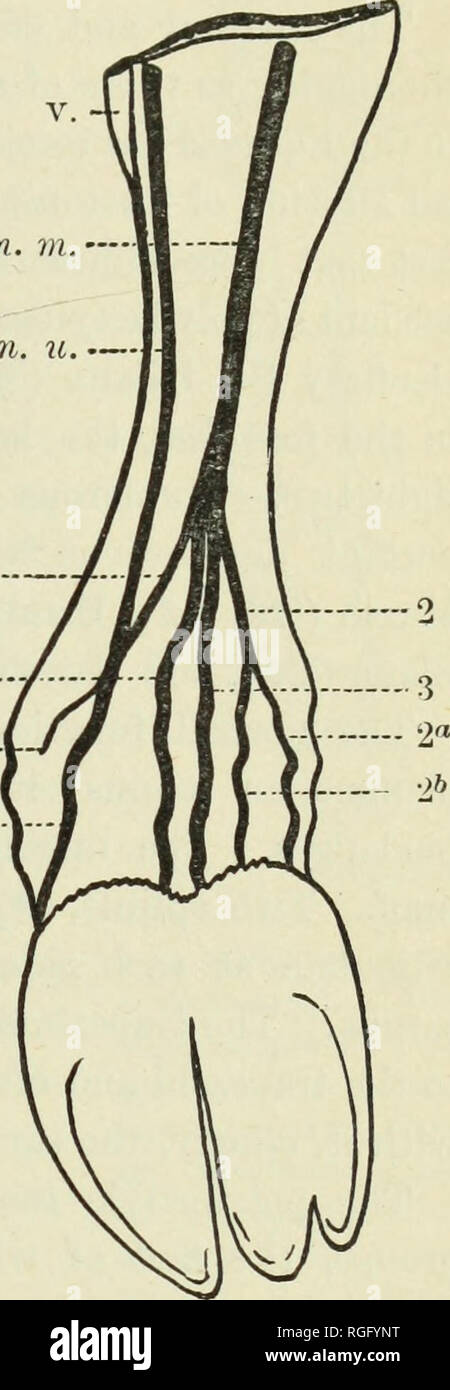 . Bollettino del museo di zoologia comparativa a Harvard College. Zoologia; Zoologia. PRENTISS: POLYDACTYLISM nell uomo e animali domestici. 295 n. VI.' n. u. - 4 - 5?) J i nervi di questo maniis mostrano anche importanti modifiche. Il normale manus, come quella di animali della specie suina, è innervato da quattro rami del nervo mediano; tlie la maggior parte radiale e la maggior parte dei rami ulnare (confrontare Fig. X, 2, 5) Dare piccoli ramoscelli i rudimenti di cifre ii e v. Il ramo 5 è unita mediante il nervo ulnare im- mediately prima che si divide per formare la 5 a e 5 b. In polydactyle manus (Fig. X, 2, 5) La modifica è in conn. Foto Stock