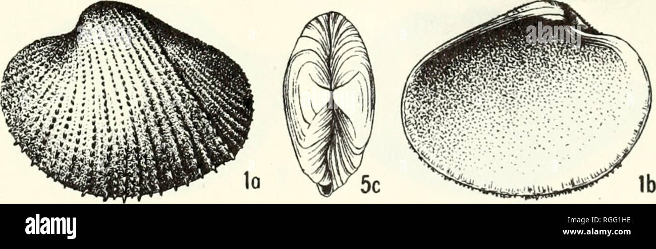 . Bollettino del museo di zoologia comparativa a Harvard College. Zoologia. McCornell d"l foto. Lith. da L. S. Pun(l(&GT;rson nuovo H"ven, Conn. Si prega di notare che queste immagini vengono estratte dalla pagina sottoposta a scansione di immagini che possono essere state migliorate digitalmente per la leggibilità - Colorazione e aspetto di queste illustrazioni potrebbero non perfettamente assomigliano al lavoro originale. L'Università di Harvard. Museo di zoologia comparativa. Cambridge, Mass. : Il museo Foto Stock