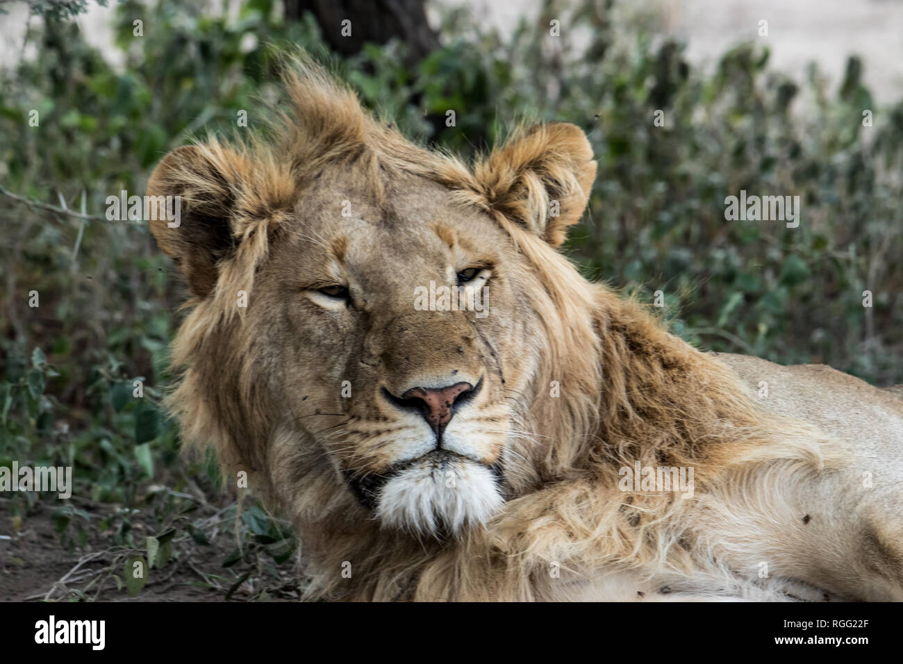 Ritratto di un leone la faccia Foto Stock