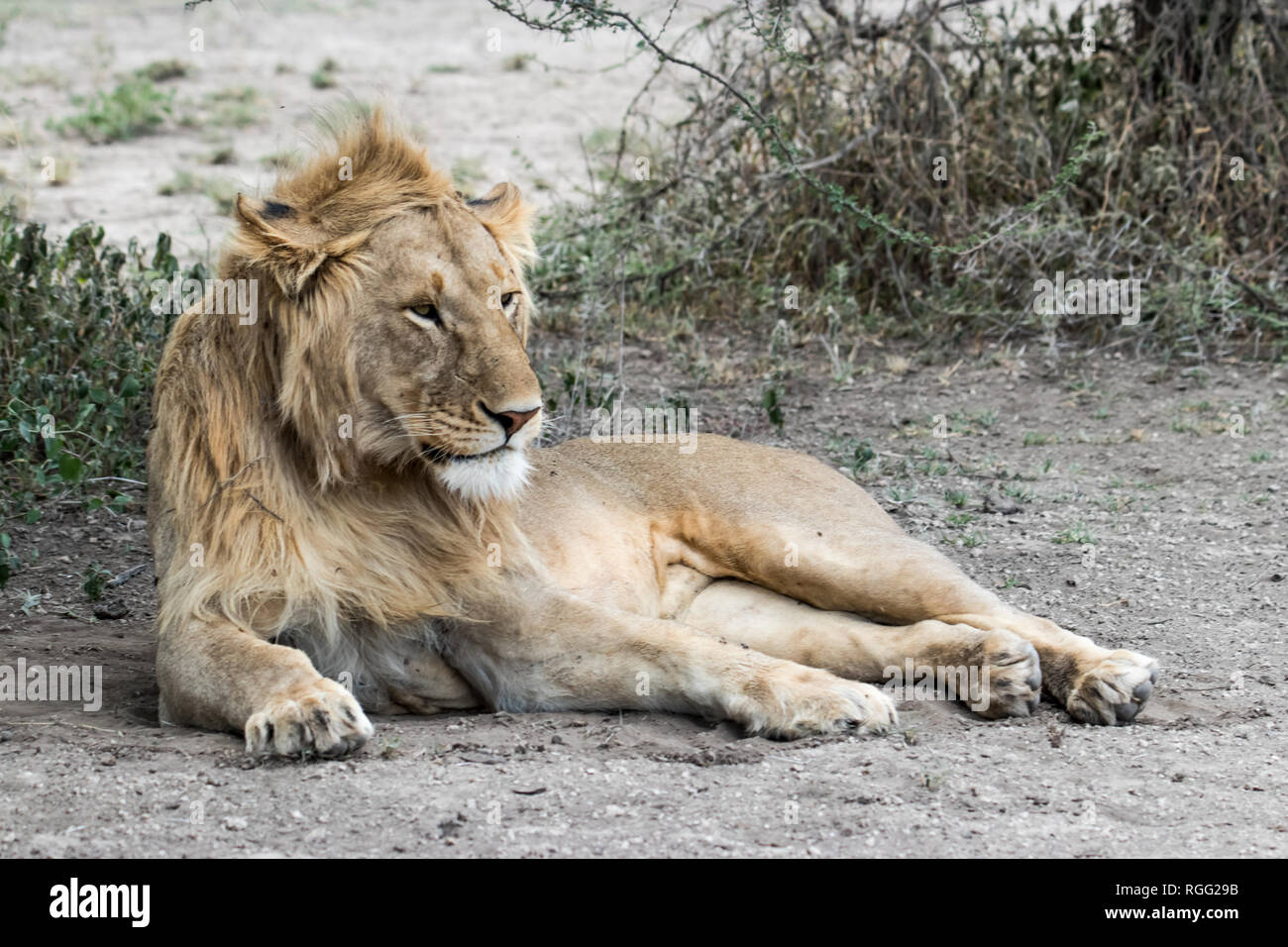 Lion in appoggio sul terreno Foto Stock