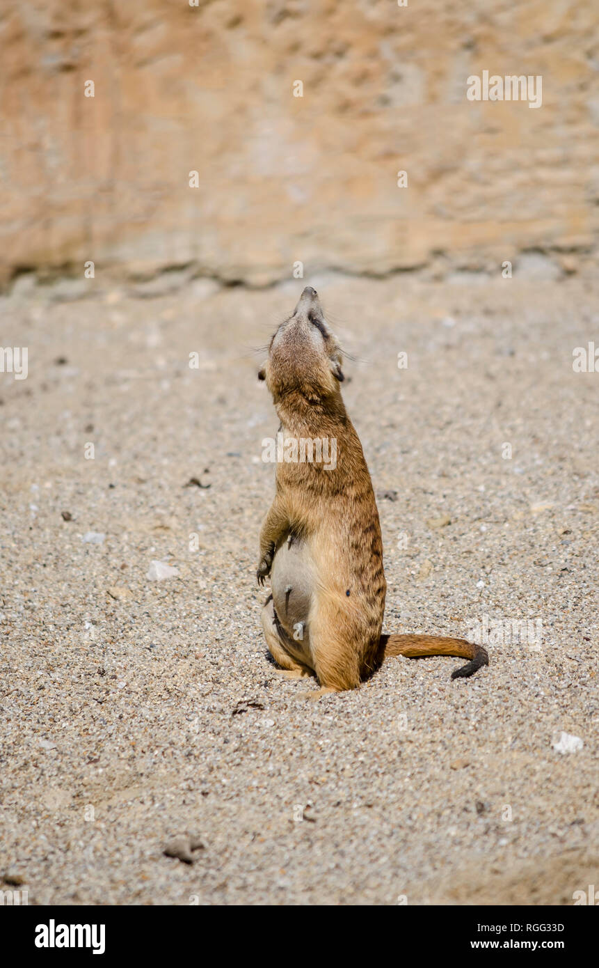 Vista posteriore del suricate cercando di controllare se ogni pericolosa uccello è volteggiare in aria. Foto Stock