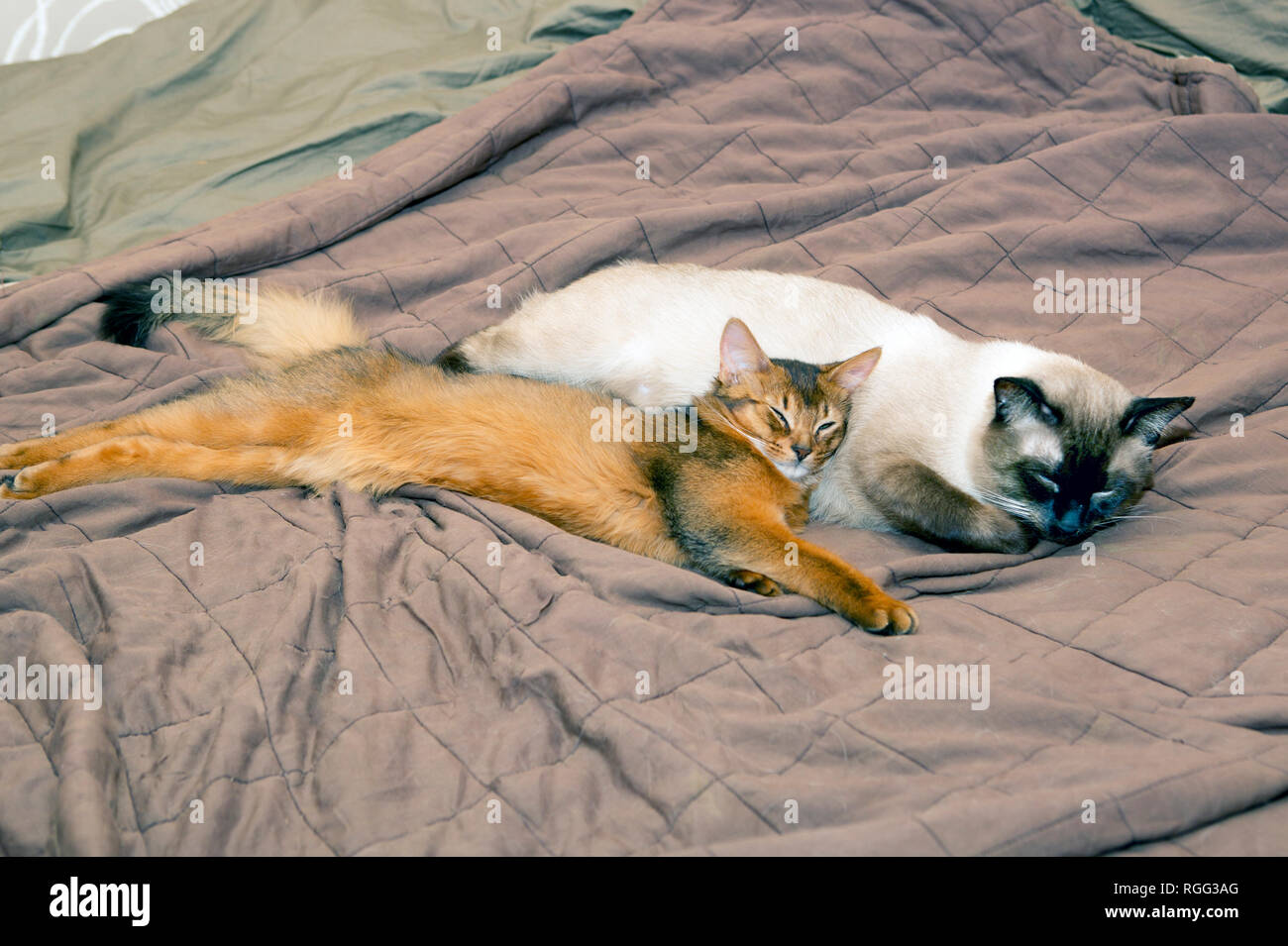 Gatto adulto e Gattino che dorme sul letto Foto Stock