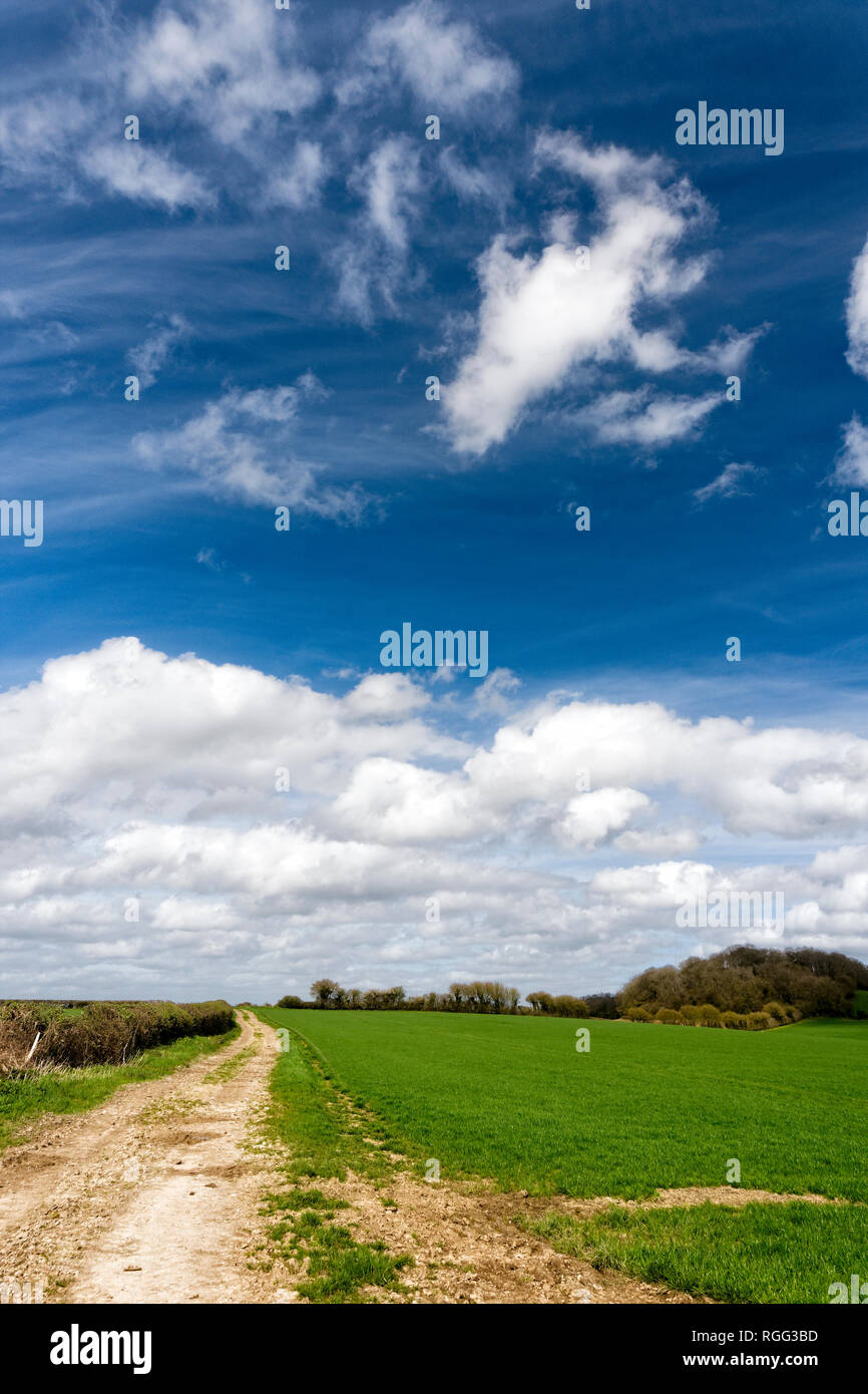 Salisbury Plain Wiltshire un area di chalk downland utilizzati per seminativi. Foto Stock