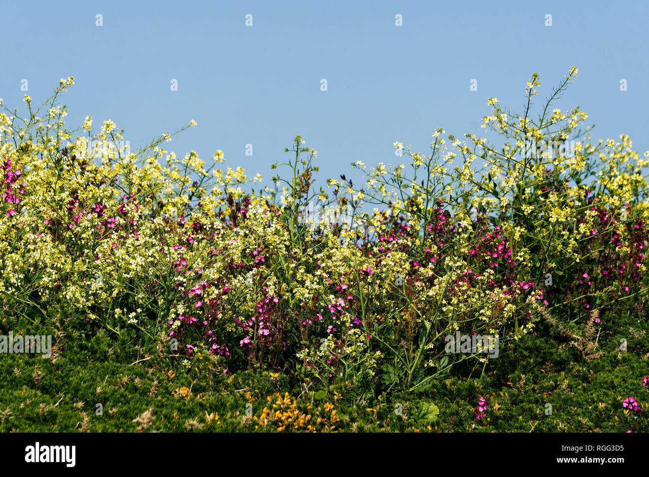 Multi colore fiori selvatici mix siepe sulla costa sud dell'isola di Guernsey nelle isole del Canale del Regno Unito. Foto Stock