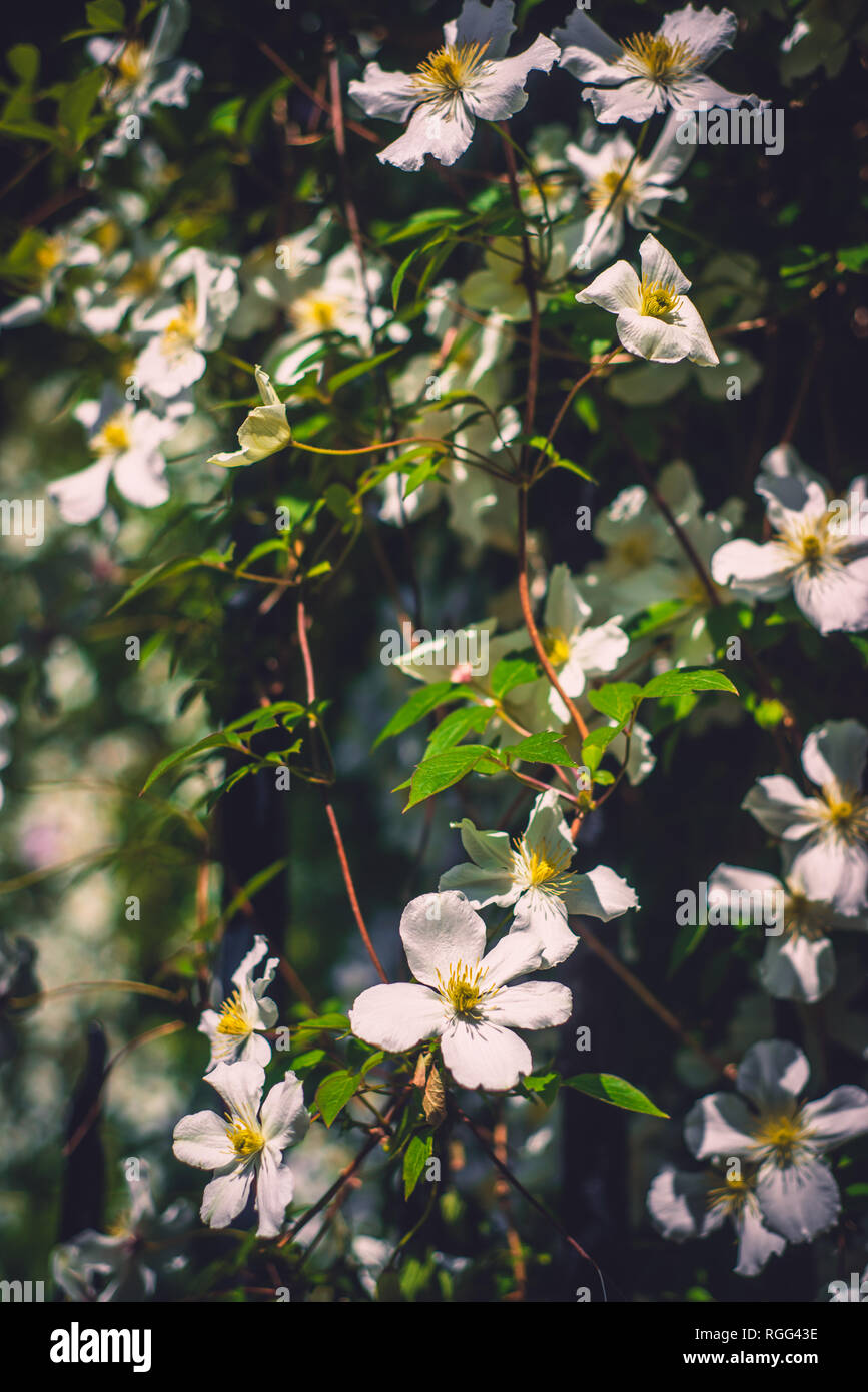 Fiori di arrampicata coprire una parete in un giardino ornamentale Foto Stock
