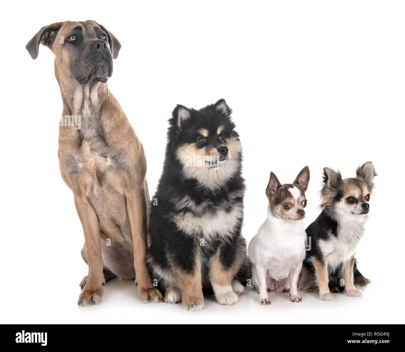 Gruppo di cani di fronte a uno sfondo bianco Foto Stock