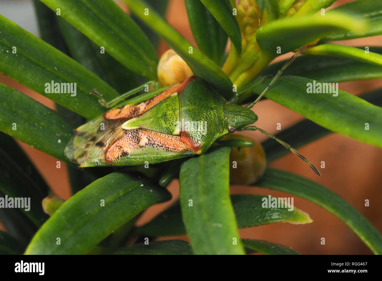 Il ginepro Shieldbug (Cyphostethus tristriatus) svernamento in irlandese Yew Tree foglie. Cahir,Tipperary, Irlanda Foto Stock