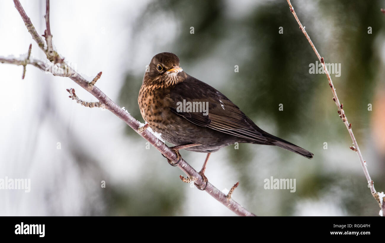 La Femmina Di Merlo Comune Turdus Merula Non è Nero Essa