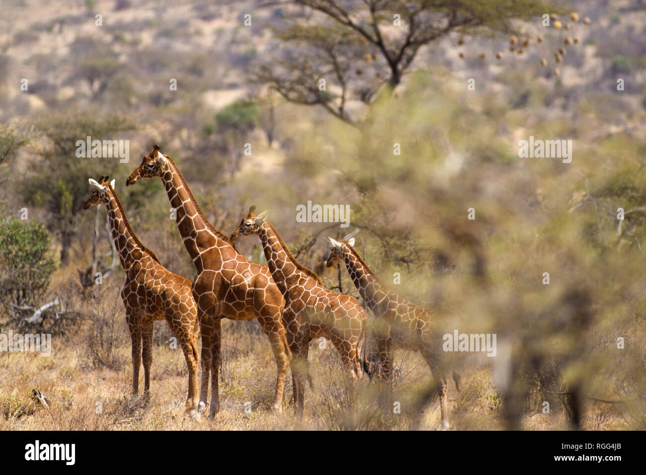 Un gruppo di materiale reticolato giraffe al Samburu riserva nazionale, Kenya Foto Stock