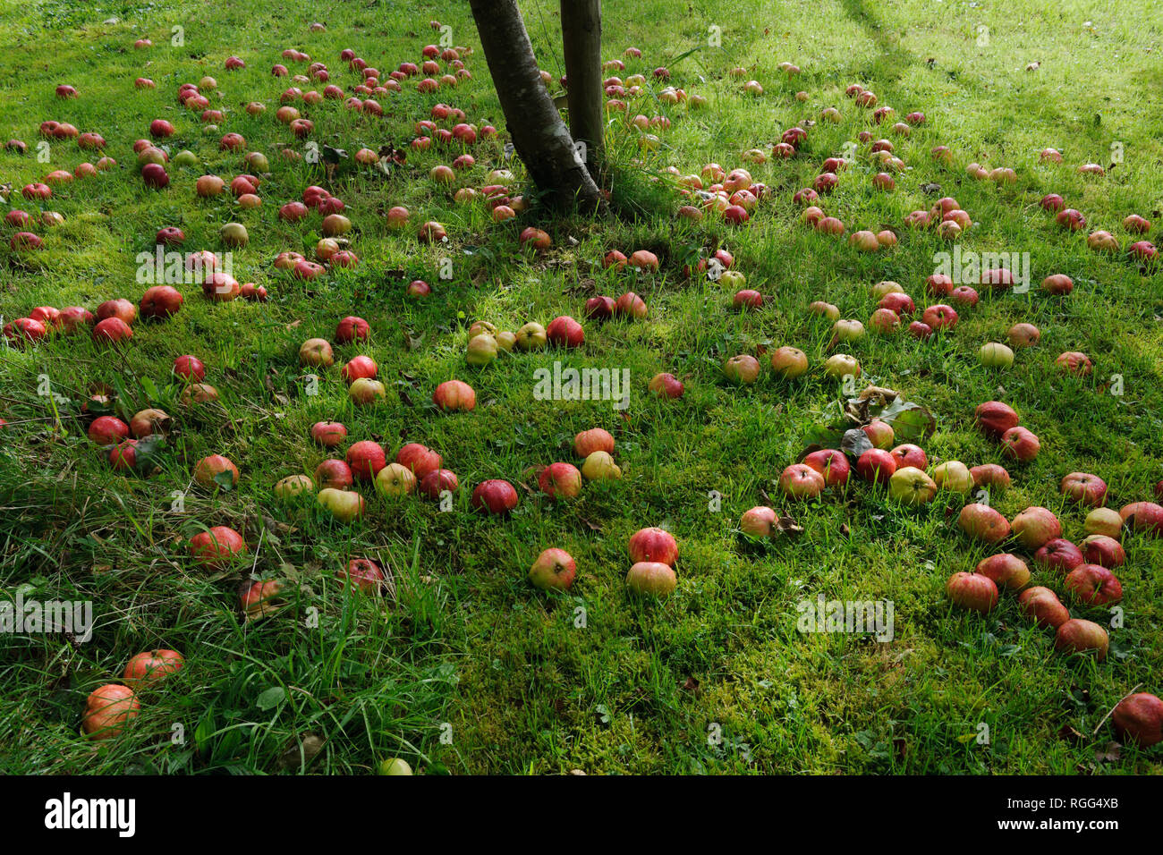 Manna mele mele giacenti in erba sotto albero nel giardino frutteto. Tom Putt, un patrimonio, duplice scopo varietà. Foto Stock