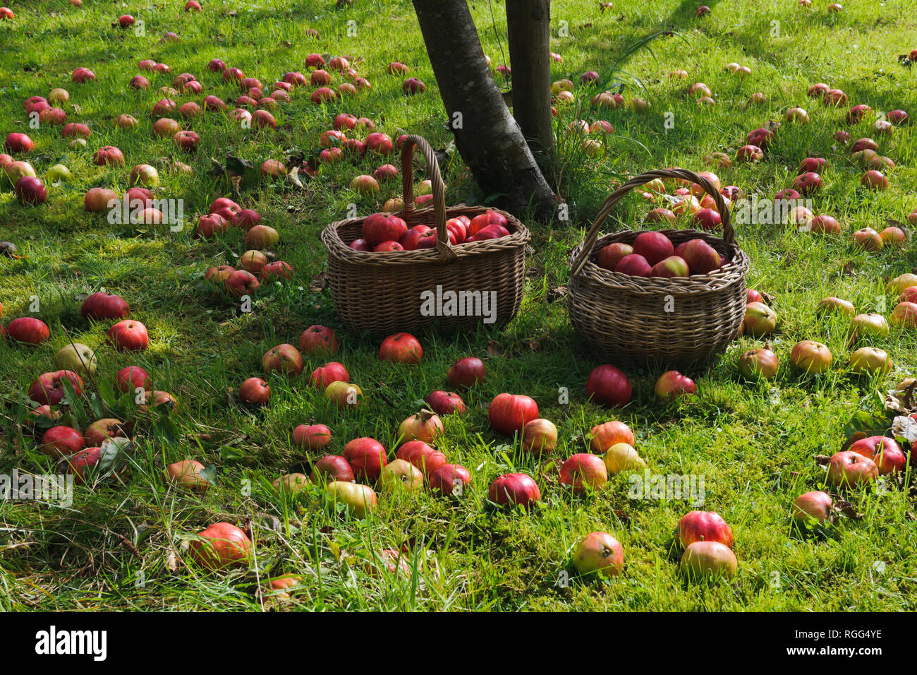 Manna mele mele giacenti in erba sotto albero nel giardino frutteto. Tom Putt, un patrimonio, duplice scopo varietà. Foto Stock