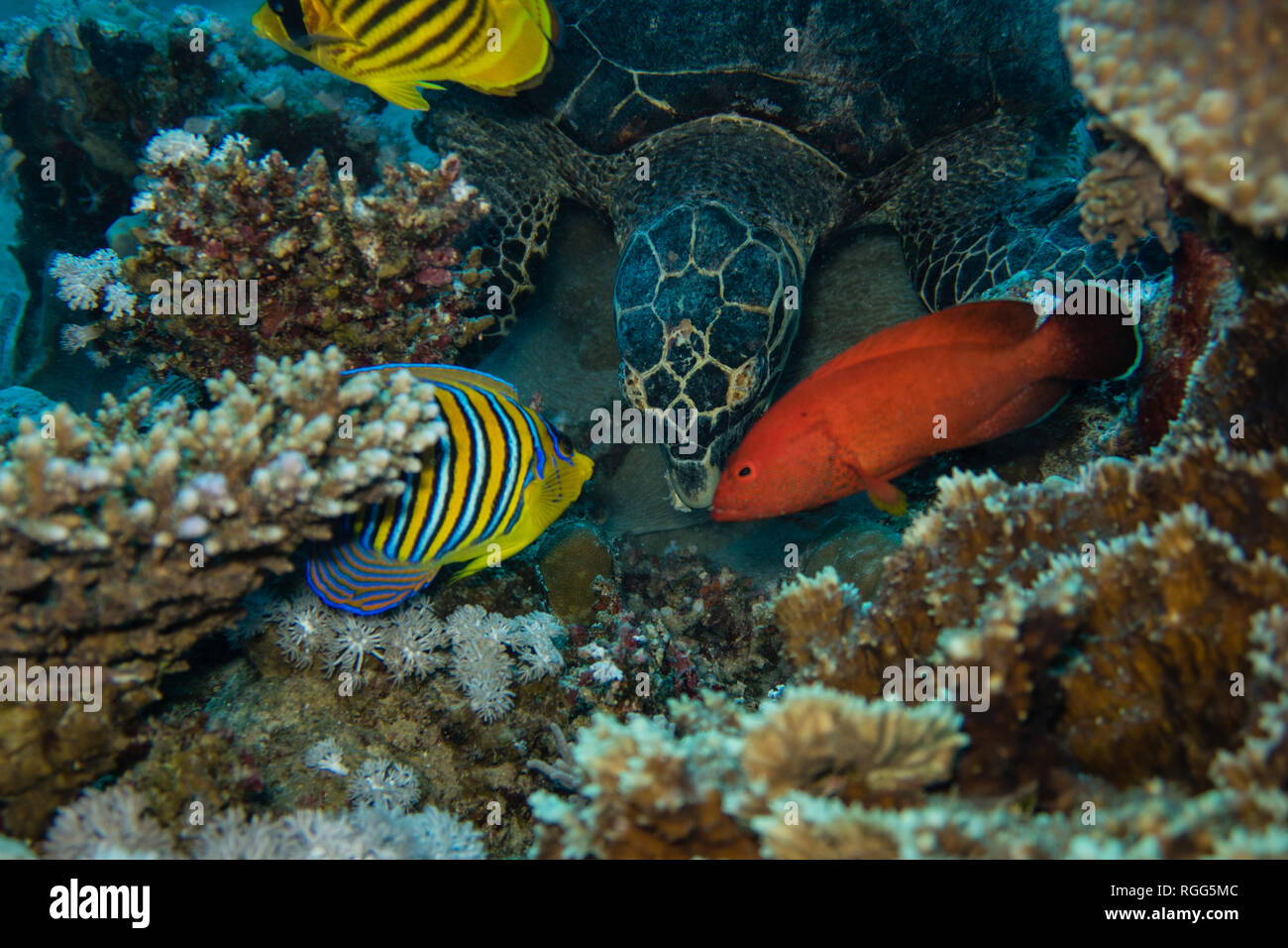 Viaggio sub: tartarughe marine è osservato dal reef pesci mentre mangia coralli sulla barriera corallina vicino a El Quseir nel Mar Rosso in Egitto Foto Stock