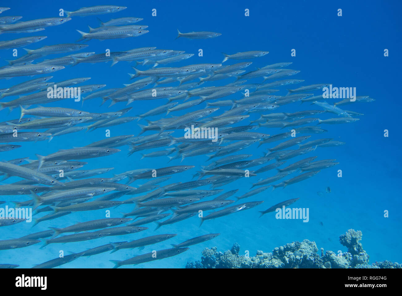 Un enorme sciame di novellame di barracuda nuoto su una barriera corallina vicino a El Quseir in Mar Rosso, Egitto Foto Stock