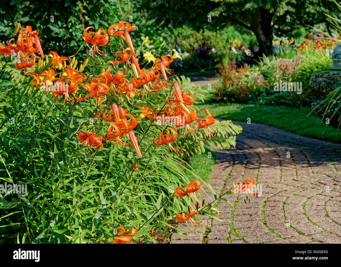 Vecchio stile gigli arancione nel giardino estivo. Foto Stock