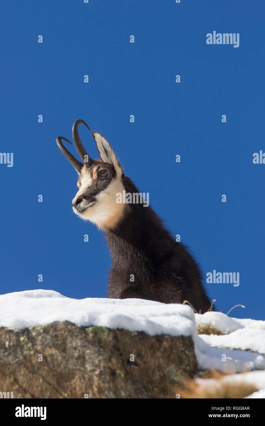 Il camoscio (Rupicapra rupicapra) close-up verticale di maschio su roccia in inverno nelle Alpi europee Foto Stock