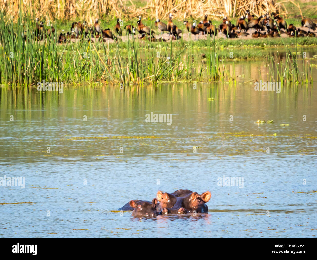 Safari in Africa, Dicembre '16 e Gennaio '17 Foto Stock