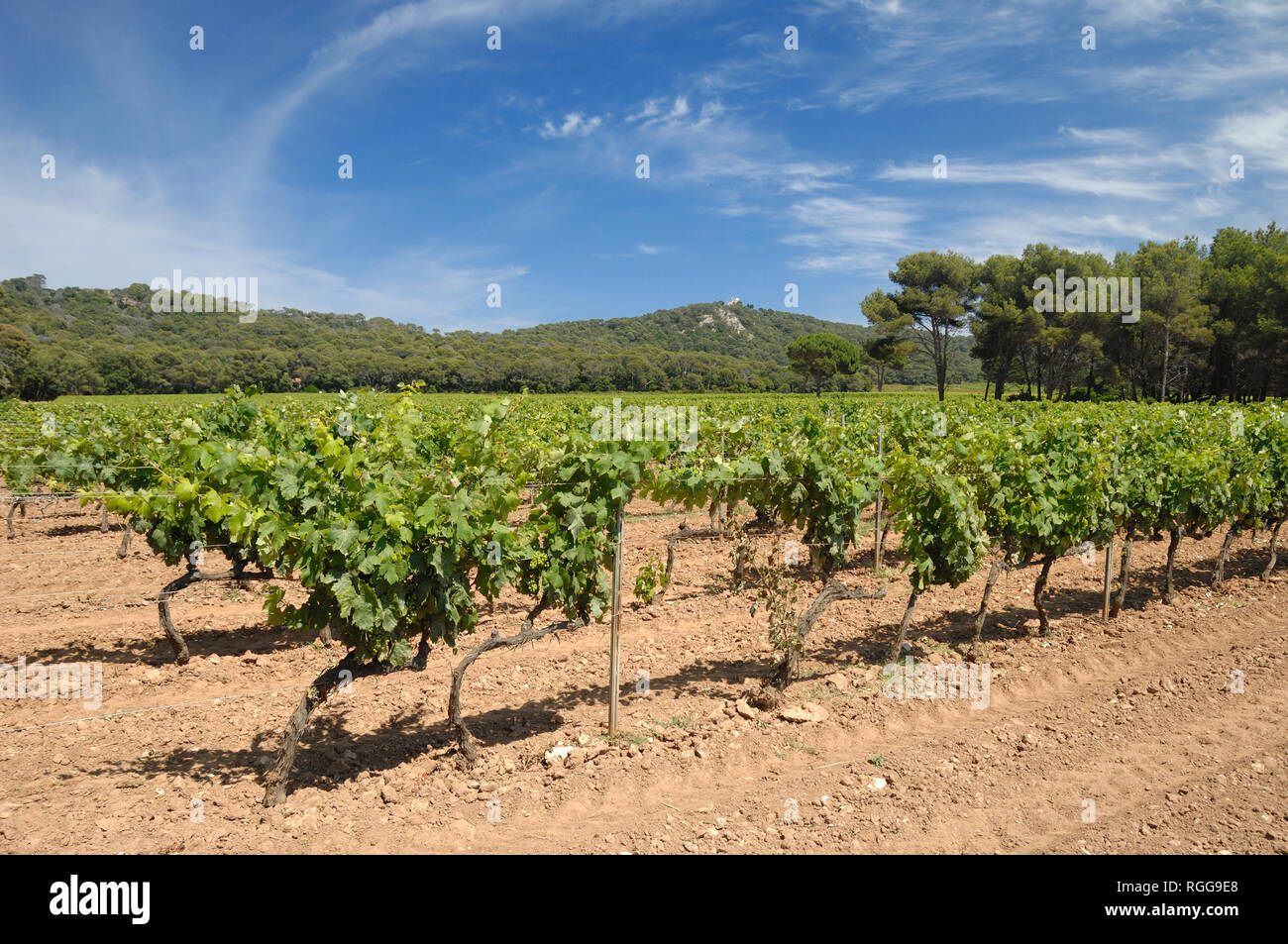 Côtes de Provence vitigni o vigneti a Île de Porquerolles, o isola di Porquerolles, Var, Provenza, Francia Foto Stock