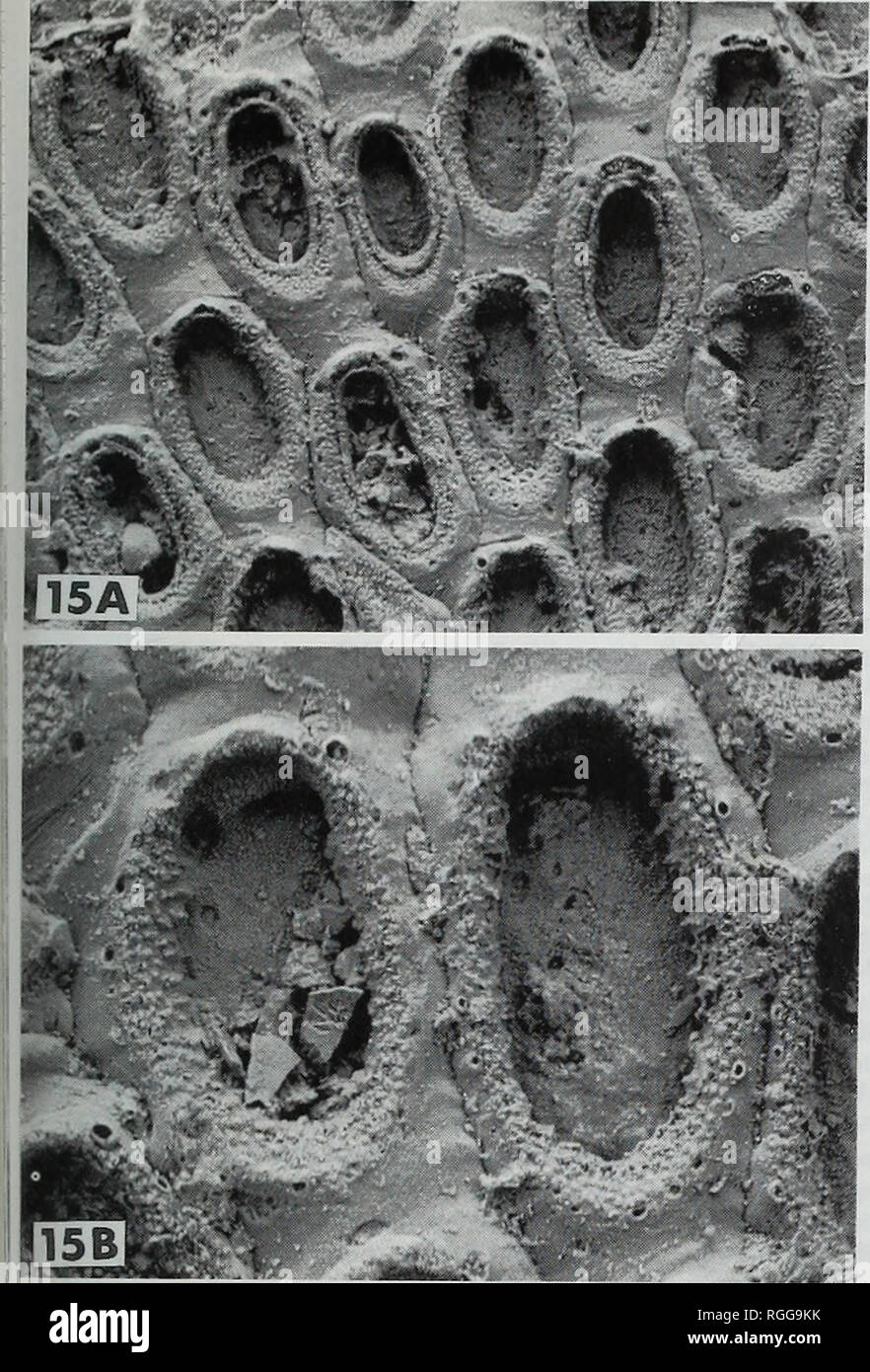 . Bollettino del Museo Britannico di storia naturale), la geologia. Briozoi dal Cretaceo superiore di Alberta, Canada 23. Fig. 15 Villicharixa ongleyi (marrone), BMNH D36532, holotype, [probabilmente L. nel Pleistocene, calcare Petane], Petane, Nuova Zelanda; confrontare con V. lintonensis (figure 13-14). Micrografie elettronica a scansione del campione non rivestito. 15A, autozooids, alcuni con 'regenerazioni", x 54; 15B, due autozooids mostra numerose piccole basi di colonna vertebrale intorno al opesiae, x 120. (Medio Maastrichtian); località vicino a Linton, North Dakota, U.S.A. (Cuffey et al., 1981: 401-2). È anche possibile che la bry Foto Stock