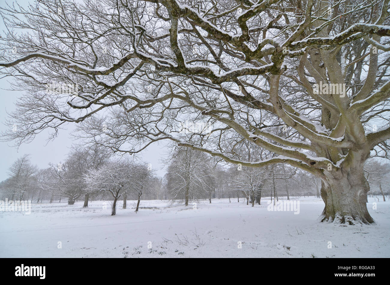 Natale, nevicava,castle,parco,viaggi, Foto Stock