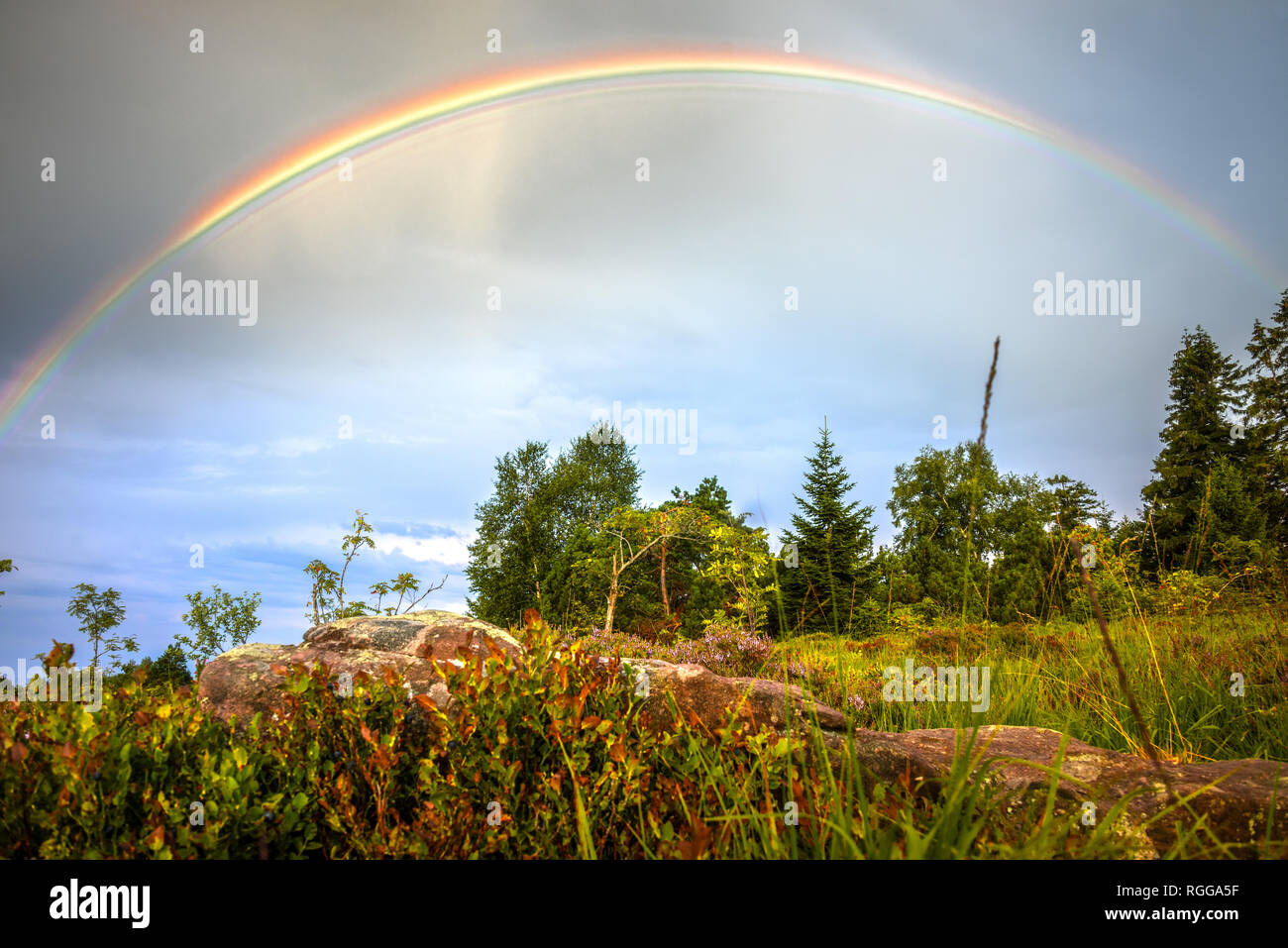 Rainbow nel paesaggio della Foresta Nera, Germania, bunter tipica pietra arenaria e cespugli di mirtillo europeo in primo piano, Schliffkopf di montagna Foto Stock