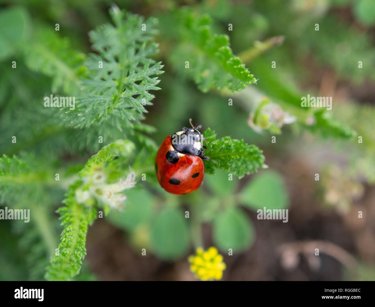 Ladybug seduto su yarrow. Foto Stock