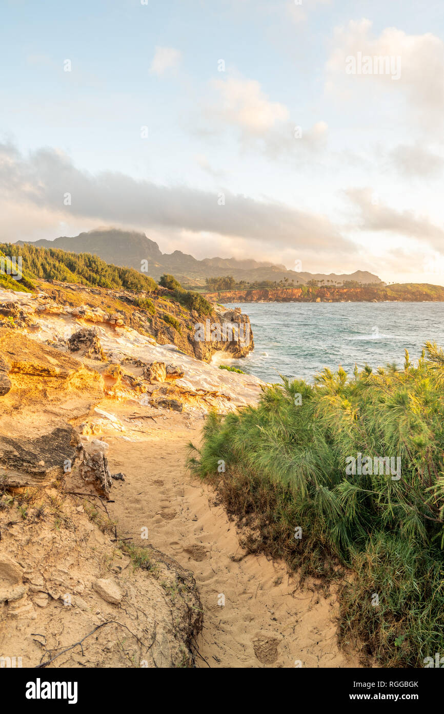 Ventoso ironwood pino su una rupe di sabbia lungo la costa dell'oceano, Poipu, Koloa, Kauai, Hawaii Foto Stock