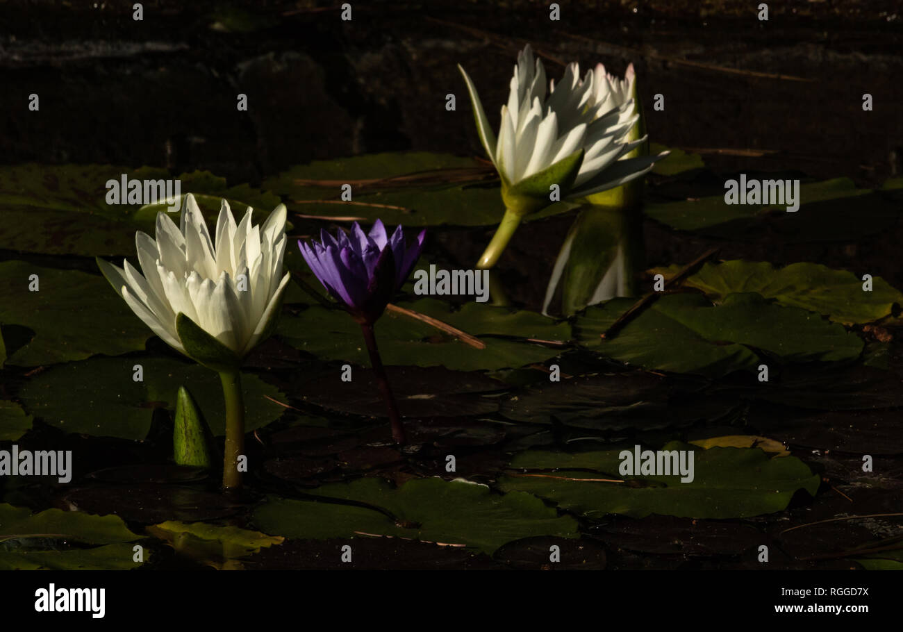 Un gruppo di bianco e viola e fiori di loto in aumento risalendo al di fuori del laghetto di ninfee, calma serena sfondo per la meditazione benessere spirituale dell armonia Foto Stock