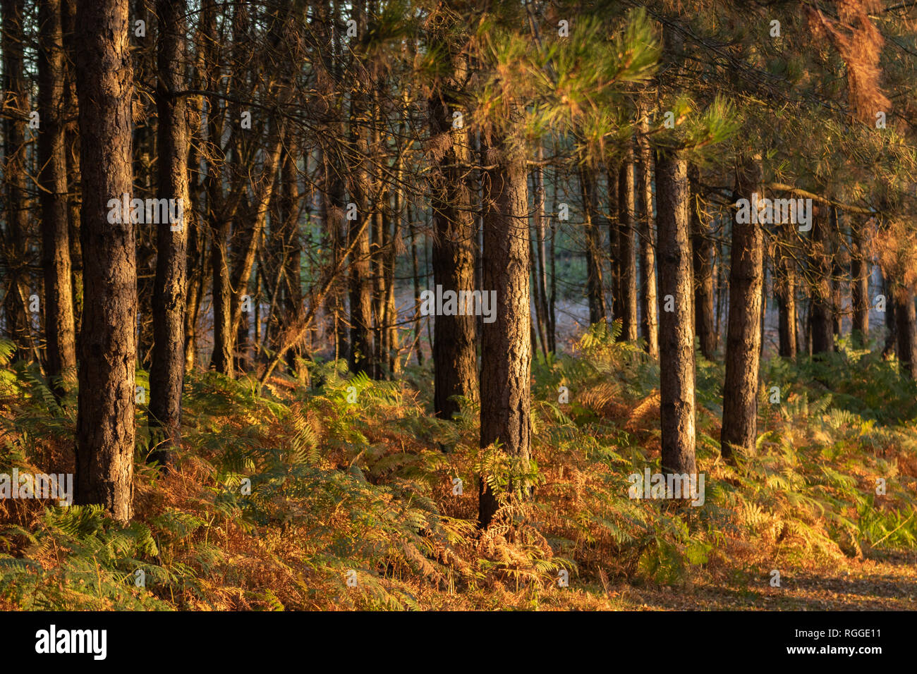 Luce dorata che splende su alberi durante l'autunno in foresta Foto Stock