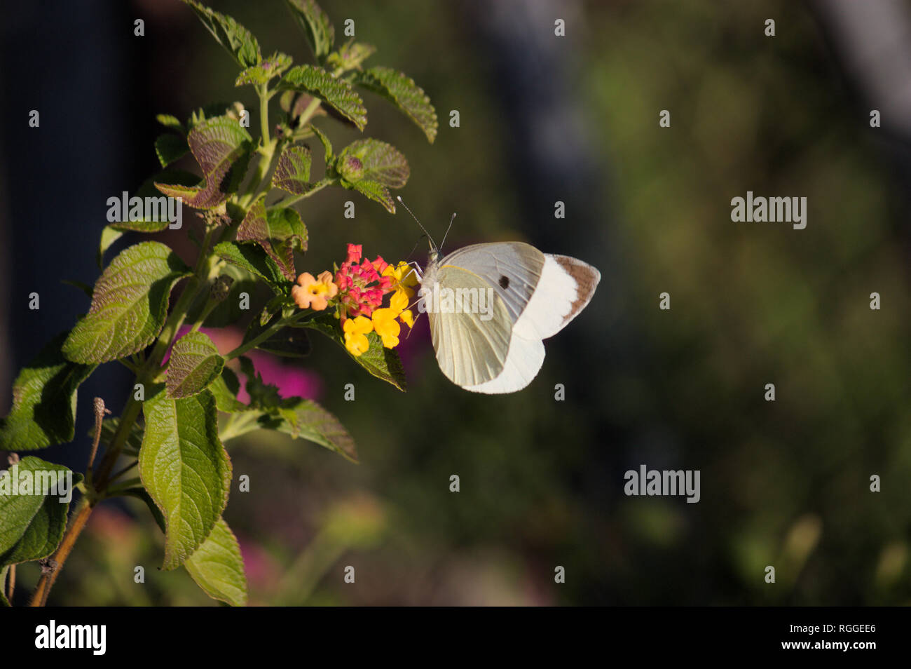 Una farfalla del cavolo appollaiato su un fiore della pianta Umbelanterna (latino Lantana camara) Foto Stock