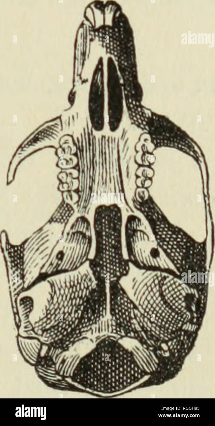 . Bollettino del museo di zoologia comparativa a Harvard College. Zoologia; Zoologia. 22. Se X. 23, se X. Figg. 22 e 23. Akodon xerampelinus. Digitare. specie ; coda, più; pelage molto a lungo e con flufty ma poco lustre ; colori, più pallida - più giallastro, meno marrone rossiccio ; sotto la voce parti grigio (forte cin- 1 denti molto usurati. 2 Xerampelinus, di colore tlie secchi di foglie di vite. Si prega di notare che queste immagini vengono estratte dalla pagina sottoposta a scansione di immagini che possono essere state migliorate digitalmente per la leggibilità - Colorazione e aspetto di queste illustrazioni possono non assomigliare perfettamente l'originale wor Foto Stock