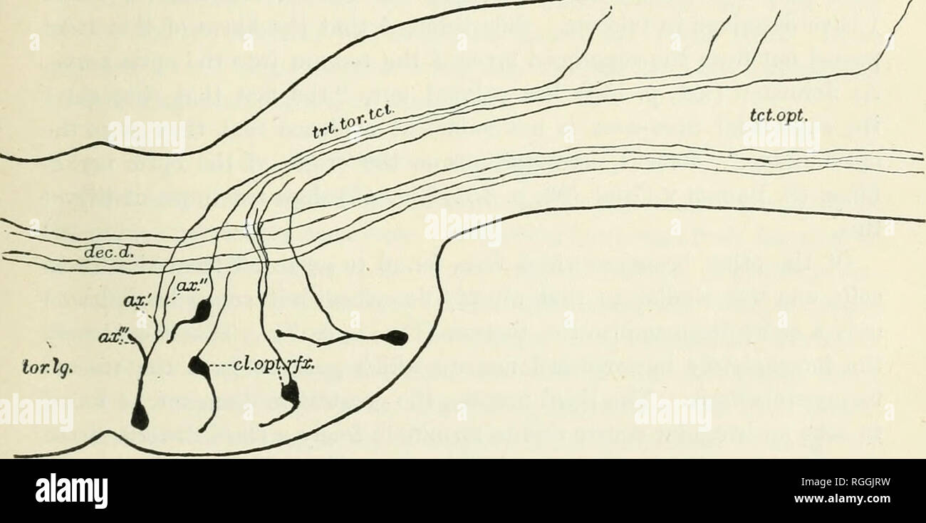 . Bollettino del museo di zoologia comparativa a Harvard College. Zoologia; Zoologia. SARGENT : la reflex a ottica apparecchiatura di vertebrati. 219 (1) iierve"cellule con caratteristica nervo-processi, (2) un nervo-net distribuite attraverso tutta la zona del toro, e (3) cellule ependimali. Il " cellules nerveuses speciales " (confrontare Fig. L) sono globosi o a forma di pera, 10 a 14 micra in diametro, con un grande nucleo e sono disposte in modo irregolare attraverso tutto lo spazio del toro. Come una regola non vi è solo un singolo processo dalla cella, che a breve distanza dalla cellula si divide. Foto Stock